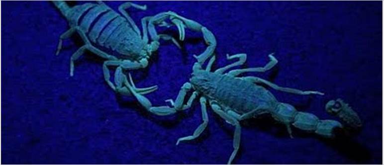 Scorpion position sex